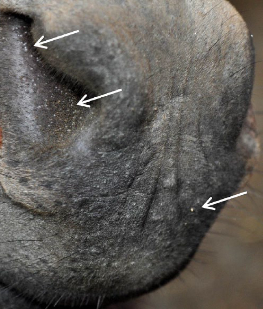 <p> Tissue cysts in skin/nostrils, also eyes/sclera.</p><p>Acute: fever, nasal/ocular discharge, salivation, stiff gait, orchitis, subcutaneous oedema.<br>Chronic: thickening, hardening, folding of skin, hyperkeratosis, alopecia, atrophy of testes.</p>