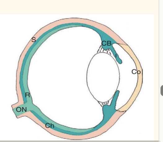 <p>Anterior uvea – Iris – Ciliary Body </p><p>Posterior uvea – Choroid</p>