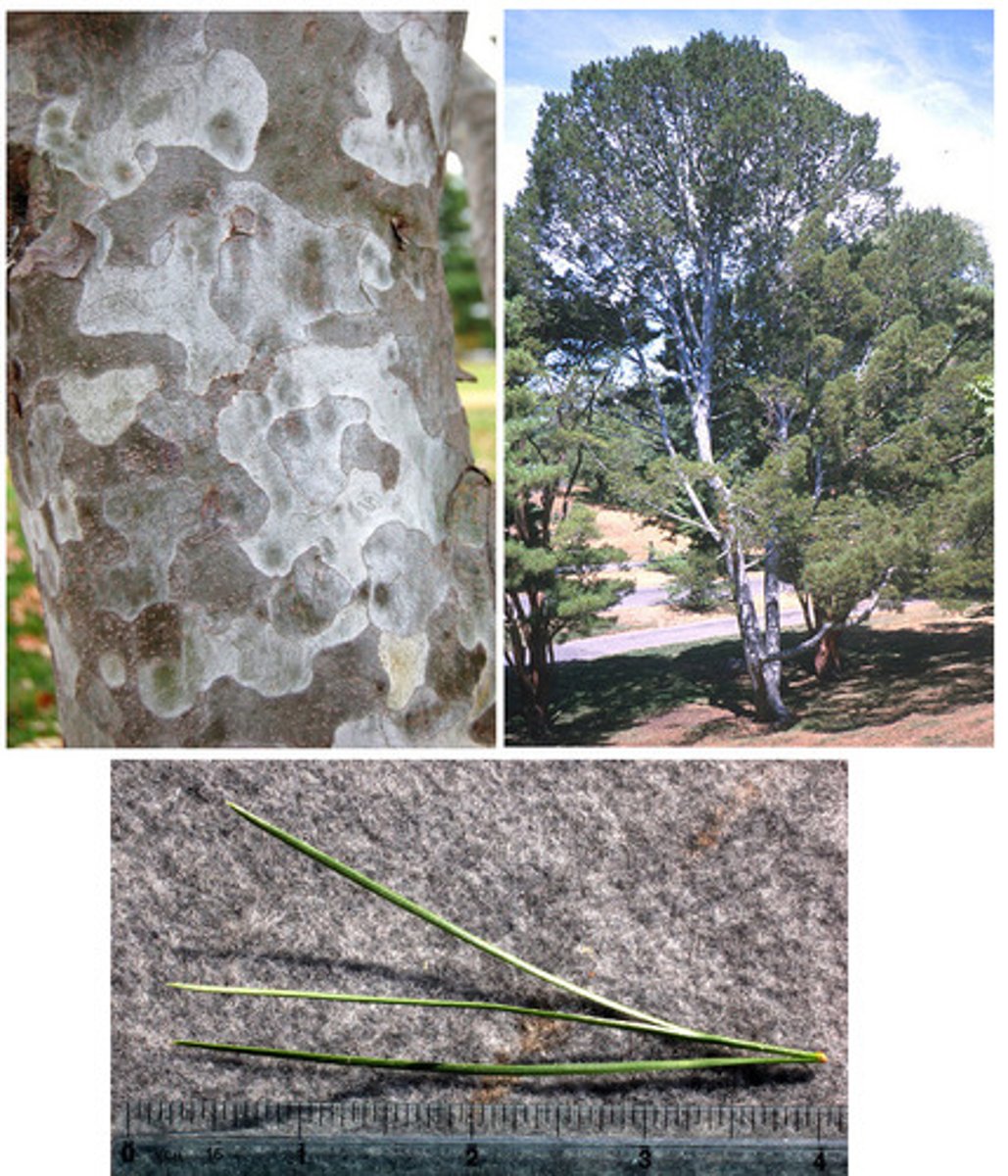 <p>Pinaceae Pinus bungeana</p>