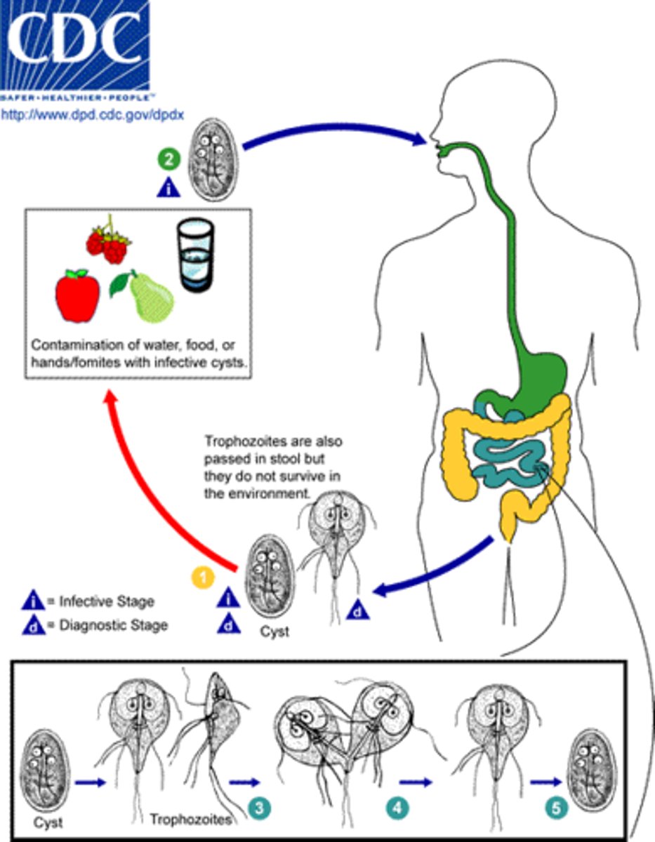 <p>Ingestion of cysts (contaminated food or water)</p><p>↓</p><p>Excystation in duodenum → trophozoites released</p><p>↓</p><p>Trophozoites attach to intestinal mucosa and multiply</p><p>↓</p><p>Encystation in colon → cysts formed</p><p>↓</p><p>Cysts excreted in feces → contaminate water/food</p><p>↓</p><p>Ingestion by new host → cycle repeats</p>