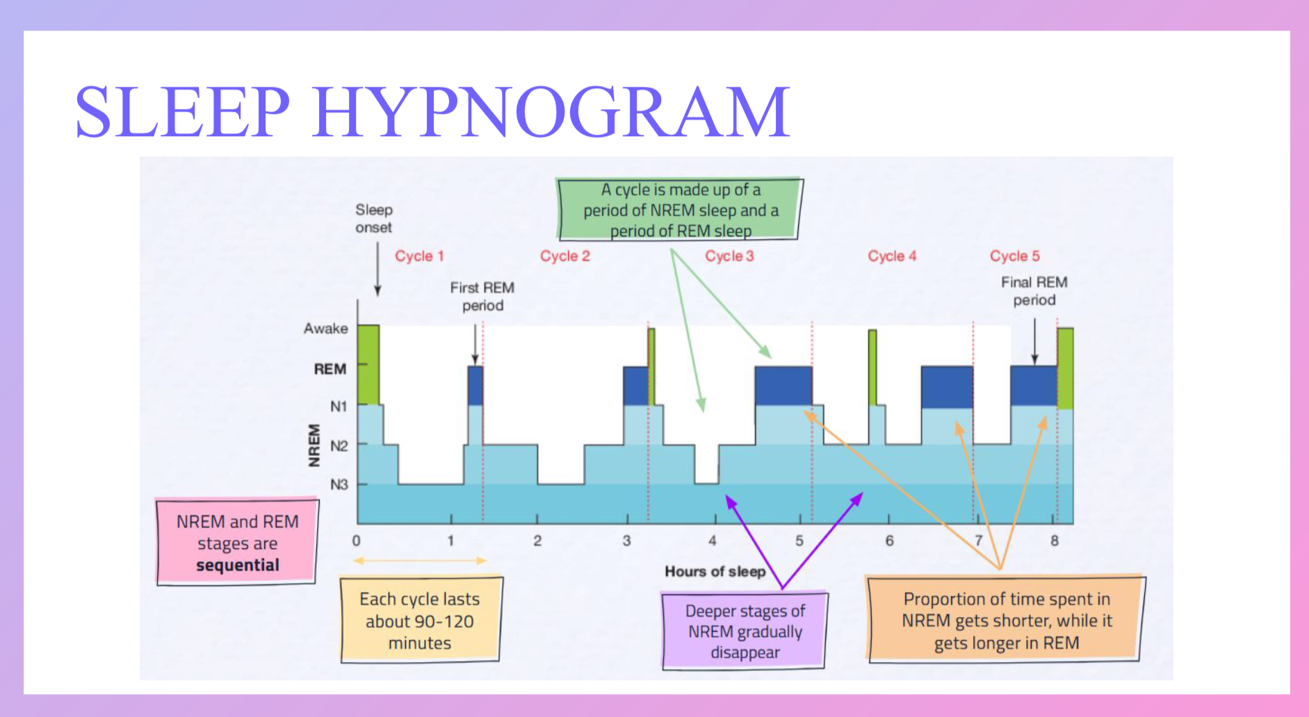 <ul><li><p>NREM and REM stages are sequential </p></li><li><p>Each cycle is 0-120 mins</p></li><li><p>Deeper stages of NREM disappear gradually</p></li><li><p>Duration in NREM decreases while duration in REM increases</p></li><li><p>Each cycle is made of a periods of NREM and REM</p></li></ul>