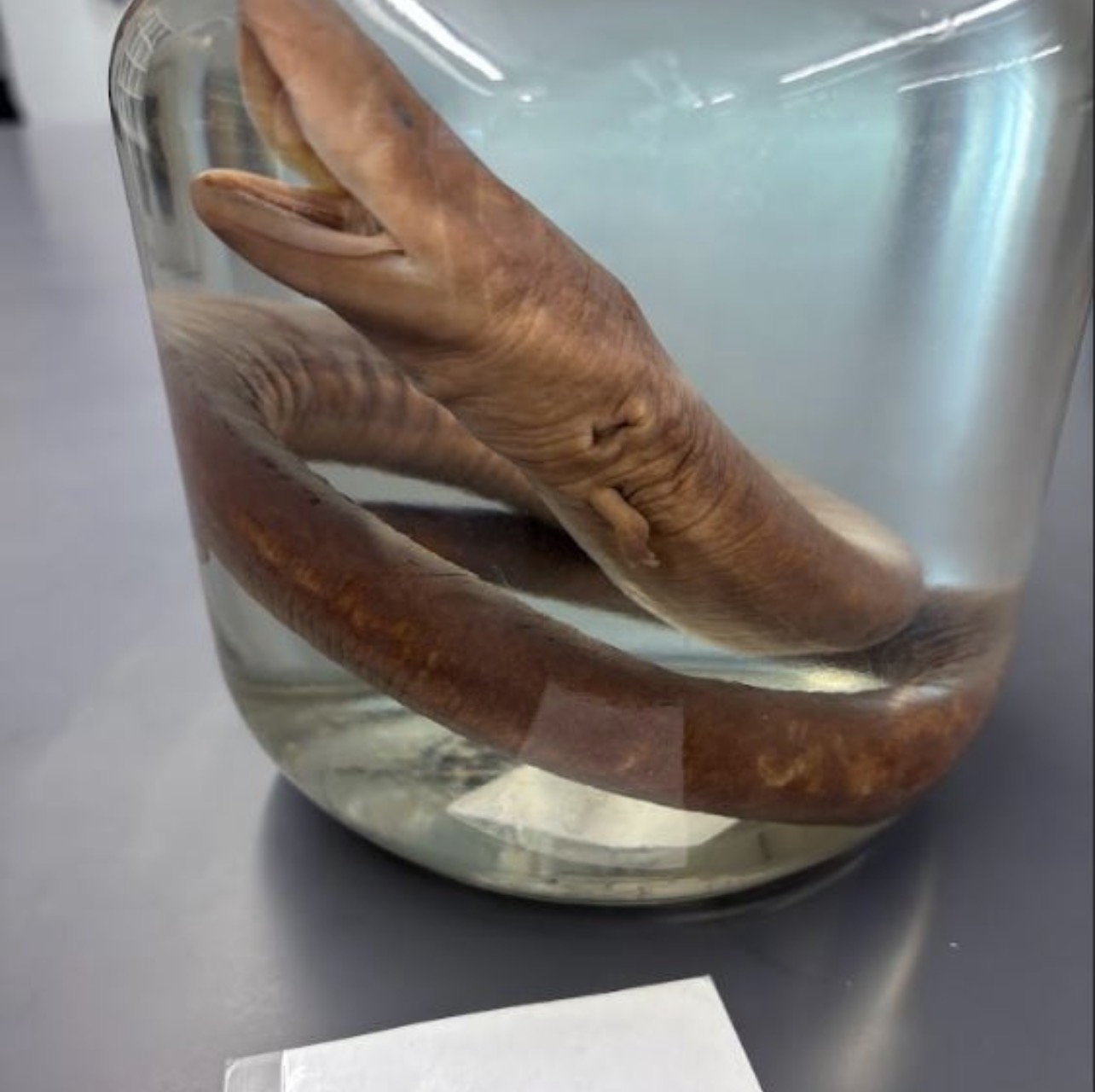 <p>Amphiuma means. Amphiumidae</p>