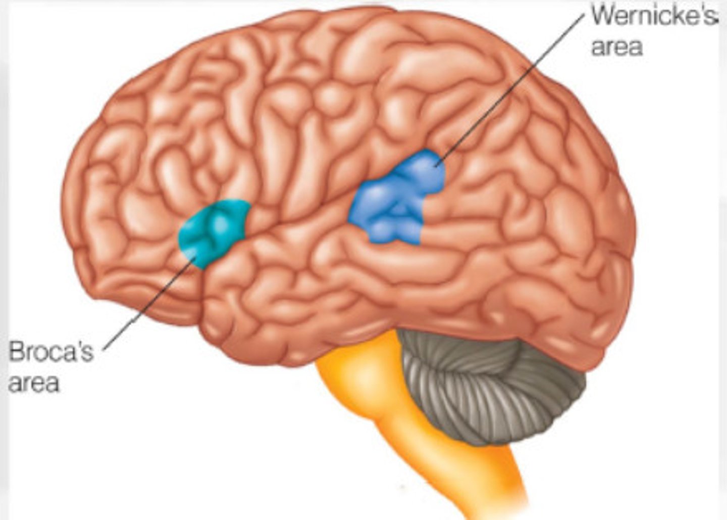 <p>-Controls language expression/prodcution</p><p>- an area of the frontal lobe, usually in the left hemisphere, that directs the muscle movements involved in speech.</p>