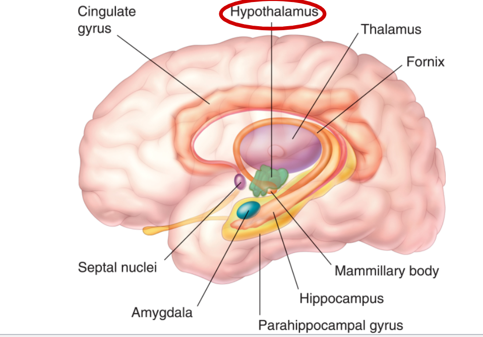 <p>complex network of cortical and subcortical structures</p><p>hypothalamus</p><p>septal nuclei</p><p>amygdala</p><p>anterior cingulate cortex and anterior insular cortex</p>