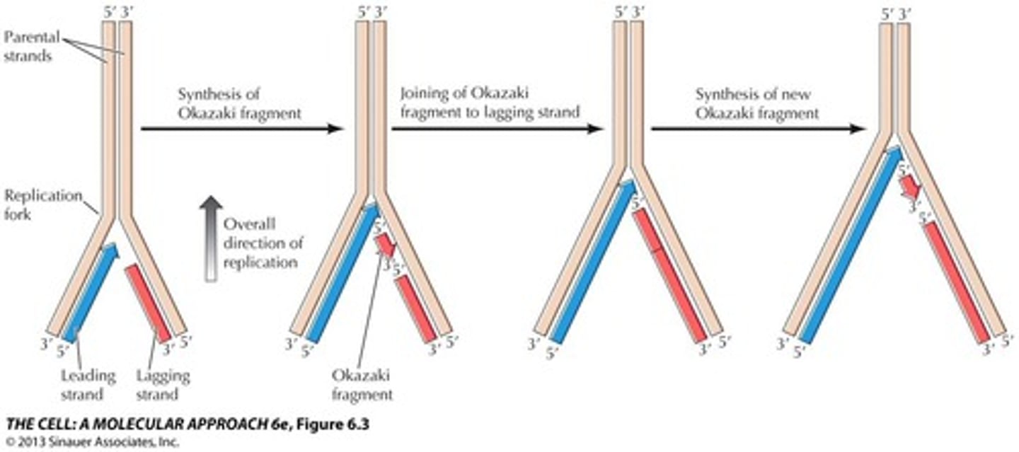 <p>a Y-shaped region where new DNA strands are elongating that is located at the end of the replication bubble.</p>