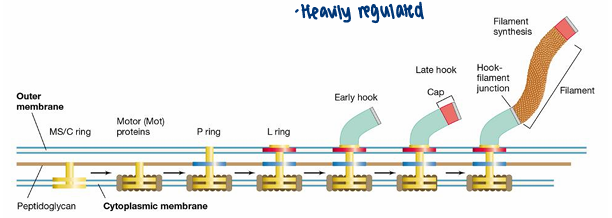 <p>Heavily regulated</p><p>Assembles from inside to outside, any misstep will lead to a stall in assembly</p>