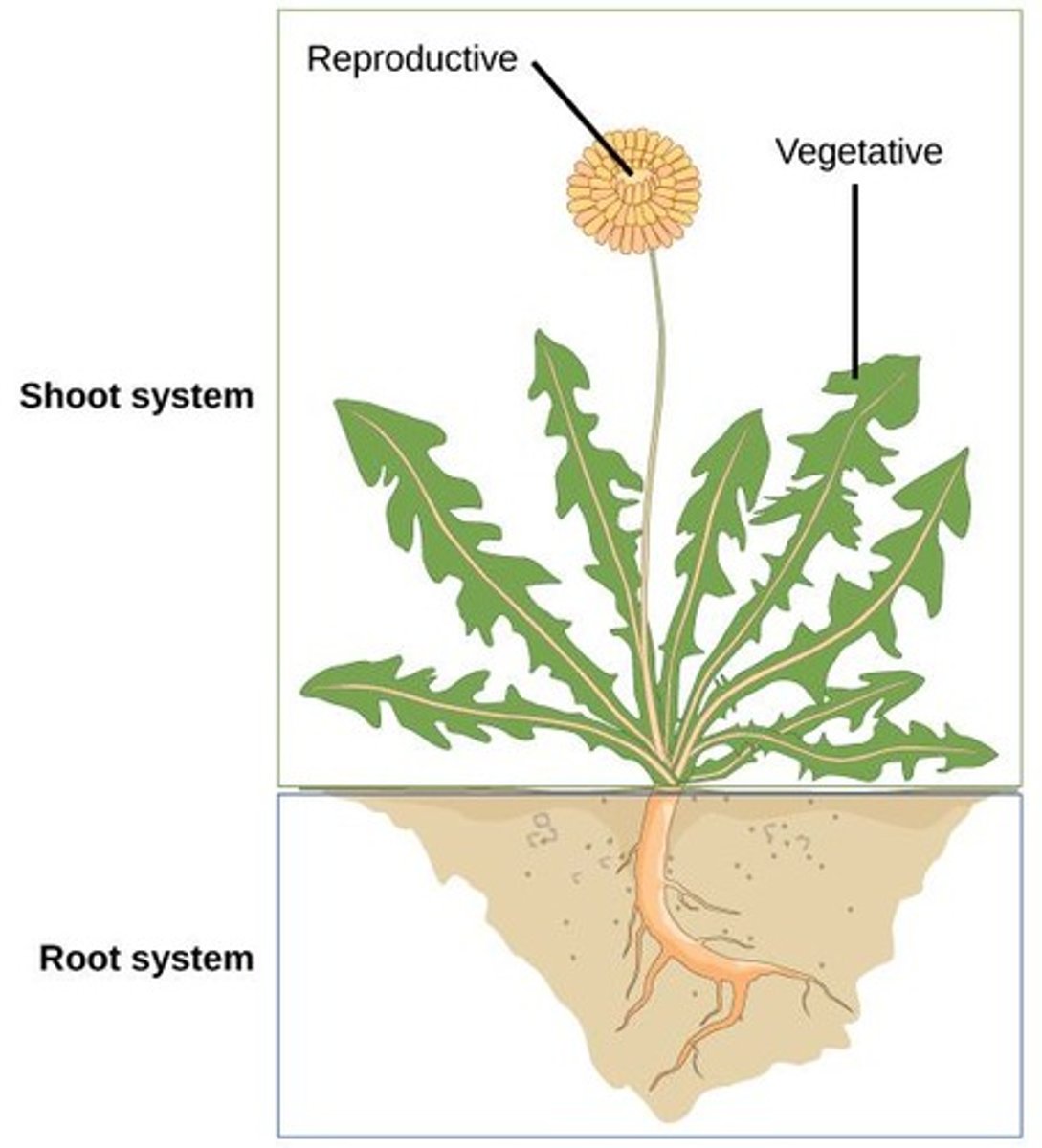 <p>Vegetative parts (leaves and stems) and reproductive parts (flowers and fruits).</p>