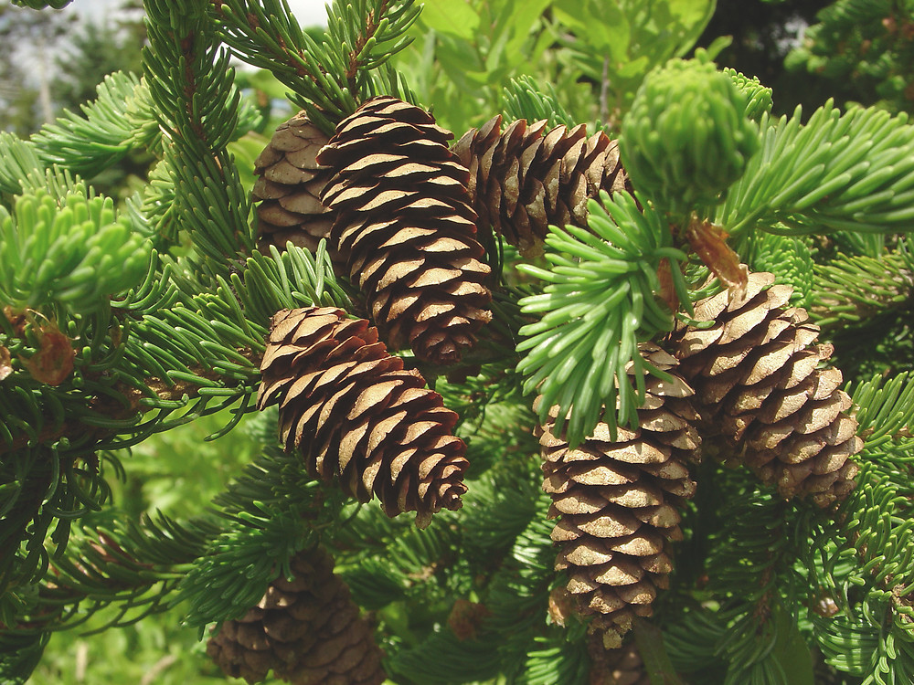 <p>single, green-blue, short, stiff needles</p><p>small, light brown, “fluffy” cones 1 ½”</p><p>low needle retention </p><p>no deer problems but suffers from mites and spruce gall adelgid</p><p>likes full sun and moist sites, 60’ tall</p>