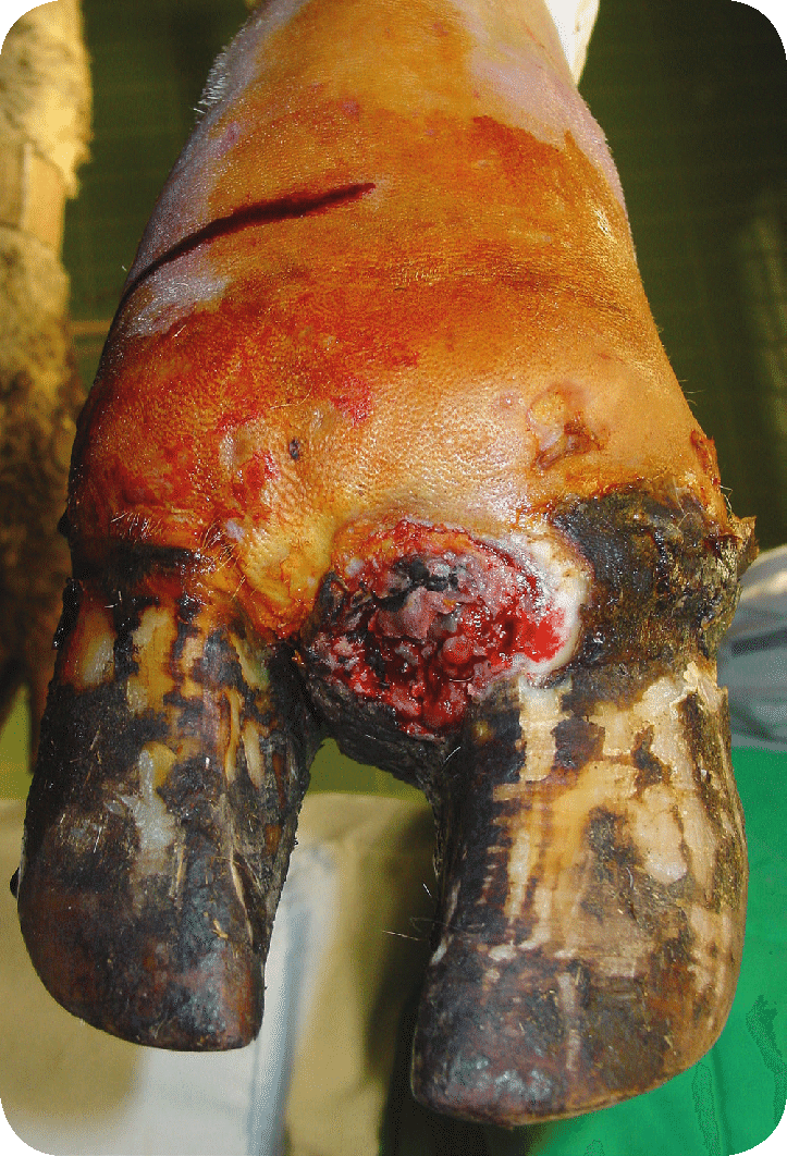 <ul><li><p>Foot Rot/Interdigital Necrobacillosis</p><ul><li><p><u>Major cause of lameness</u> in dairy/beef cattle</p></li><li><p>Timeframe</p><ul><li><p>Initially a mild cellulitis and swelling between the digits</p></li><li><p>Develops into fissures/scabs and becomes purulent</p></li><li><p>Develops into an abscess</p></li></ul></li></ul></li></ul><p></p>