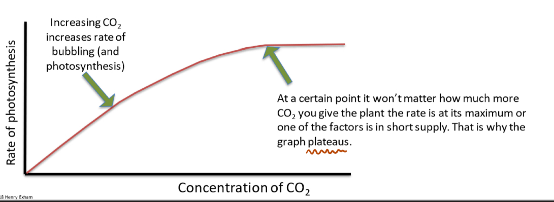 <p>Increased carbon dioxide concentration increases rate of photosynthesis, but up until a certain point. The rate is at its maximum because one of the other two factors becomes the limiting factor and is in short supply. The graph plateaus.</p>