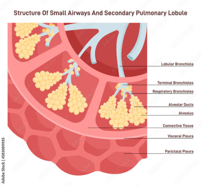 The smallest functional unit of the lung.