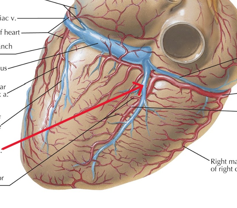 <p>Which heart circulation:</p><ul><li><p>Parallels posterior interventricular artery</p></li></ul><p></p>