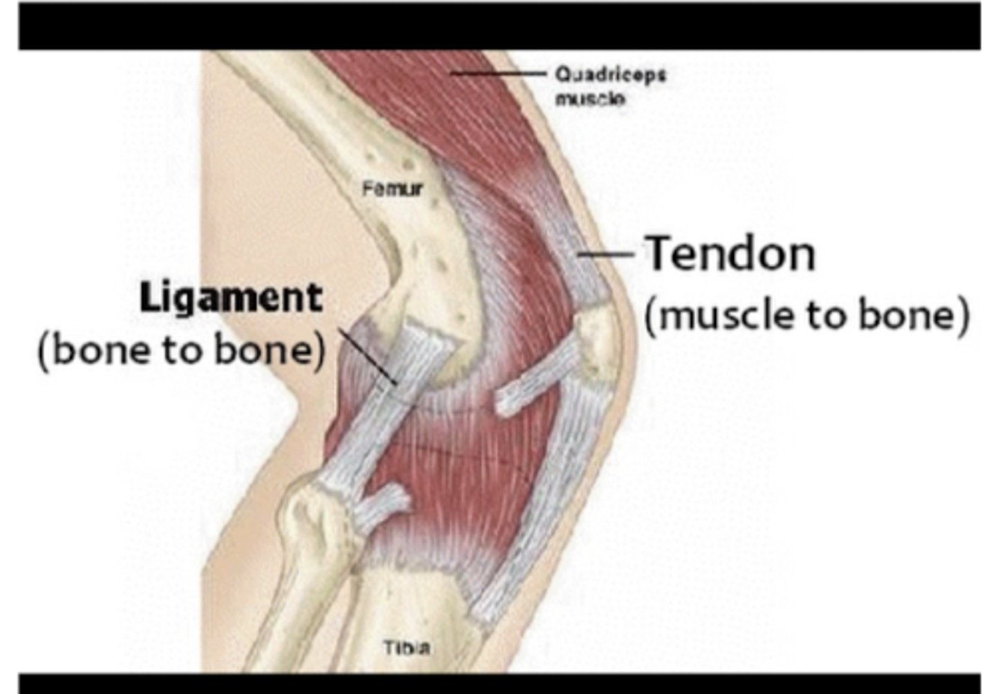 <p>Attach muscle to bone</p>