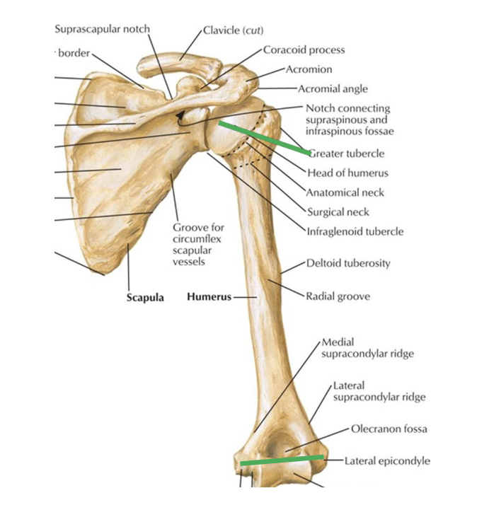 <p>The head is rotated 30 degrees posteriorly to medial-lateral axis thru the elbow (horizontal plane)</p>