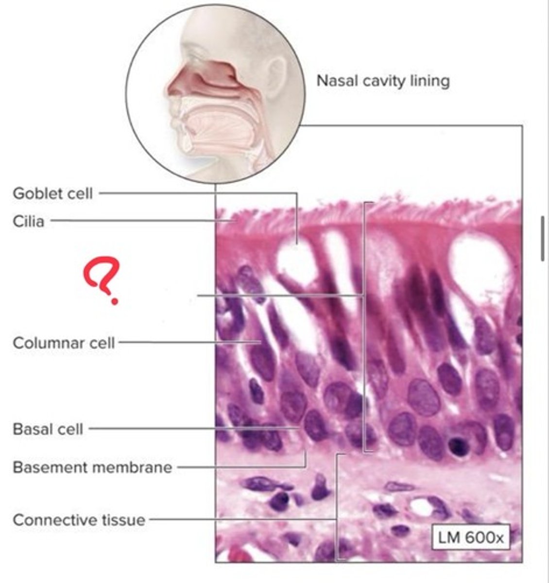 <p>What epithelial tissue is this?</p>