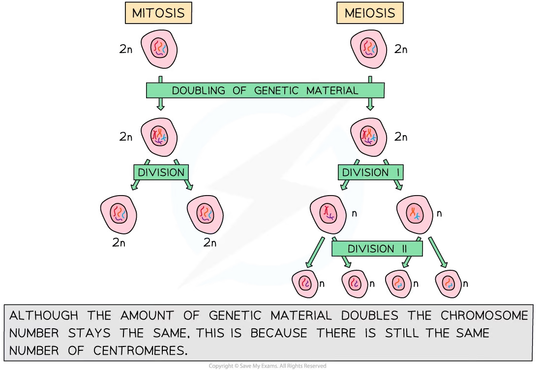 <p>Mitosis → produces two diploid daughter cells that are genetically identical, only 1 cell division</p><p>Meiosis → produces four haploid daughter cells that are genetically different, 2 cell divisions occur</p>