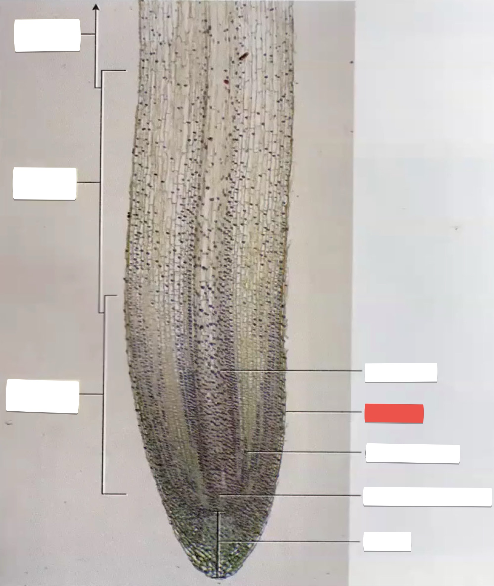 <p>identify the part in red</p>