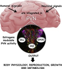 <p>it is an inhibitory neuro transmitter that reduces stress siganling by blockign the pvn in the hypothalmus = CRTH is not released from the. hypothalamus = stress hormones not produced</p><p>= helps calm the nervous system = </p>