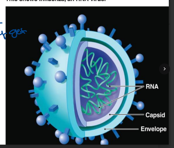 <ul><li><p>obligate intracellular parasites (you have what they love)</p></li><li><p>require host cell machinery for replication</p></li><li><p>create abnormal cells that must carefully destroyed (because are killing you)</p></li><li><p>can occasionally be treated with antivirals (can never completely get rid off, not curing just limits replication)</p><ul><li><p>HIV, herpes, influenza</p></li></ul></li><li><p>may also be oncogenic (DNA affecting, cancer)</p></li><li><p>last for long</p></li><li><p>don’t live independently</p></li></ul><p></p>