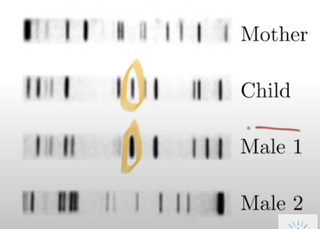 <ol><li><p>Child gets ½ DNA from mom, ½ from dad</p></li><li><p>Ignore pieces of DNA that come from mom</p></li><li><p>Look at pieces of DNA that could come from other parent</p></li><li><p>½ bands identical with dad, ½ identical with mom</p></li></ol><p></p>