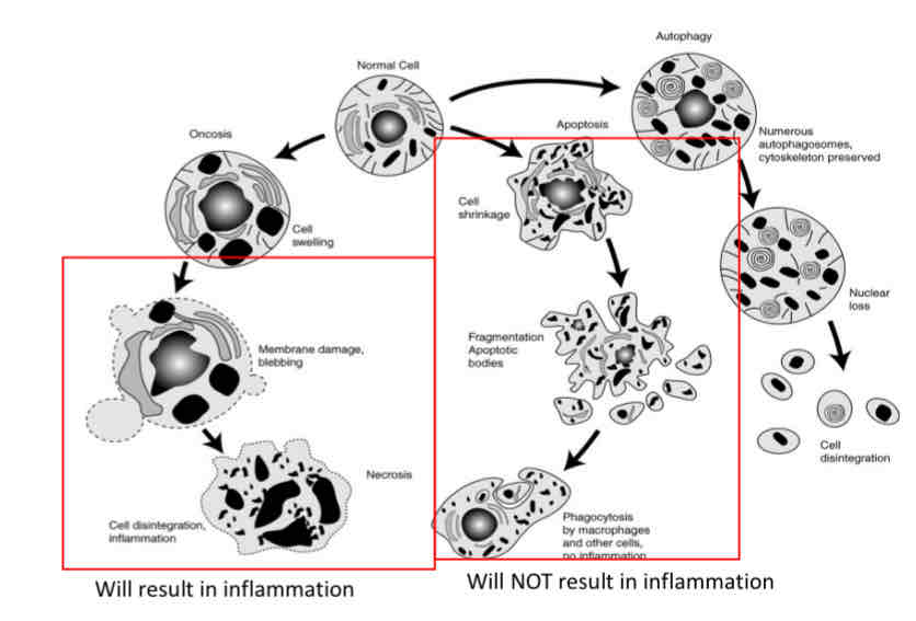 <p>Used by immune system for deletion of immune cells</p><ul><li><p>does not induce any inflammatory reaction </p></li></ul>