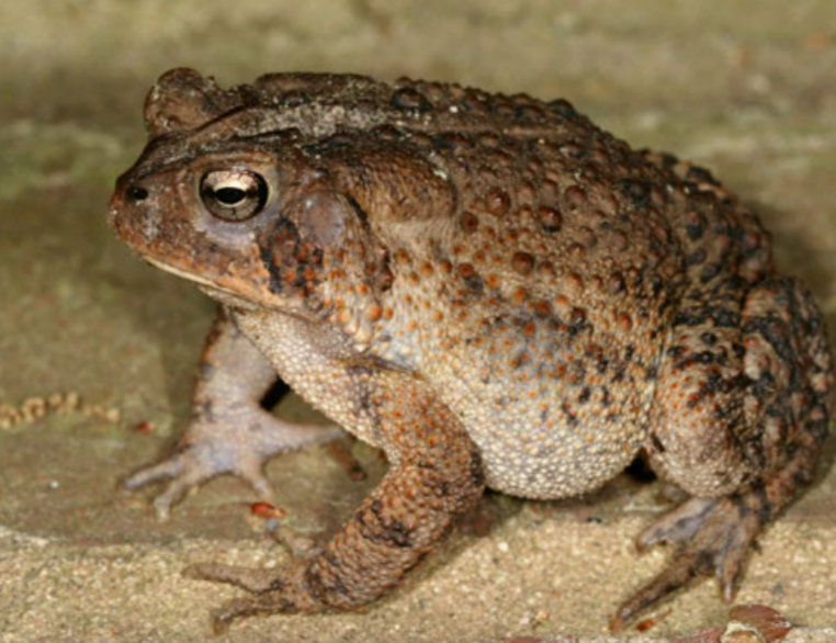 <p></p><p></p><p></p><p></p><p><strong><u>Distribution:</u></strong></p><ul><li><p>Worldwide, excpet east of Wallace’s line</p></li></ul><p><br><strong><u>Traits:</u></strong></p><ul><li><p>Warty glandular skin</p></li><li><p>paratoid gland</p></li><li><p>usually terrestial</p></li><li><p>stout body</p></li><li><p>short limbs</p></li></ul><p></p><p><strong><u>Larval Type:</u></strong></p><p>IV</p>