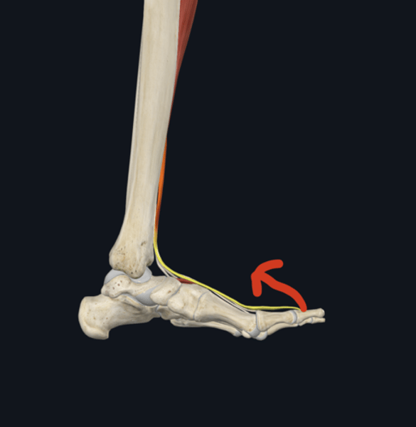 <p>Action: extensor hallucis longus</p>