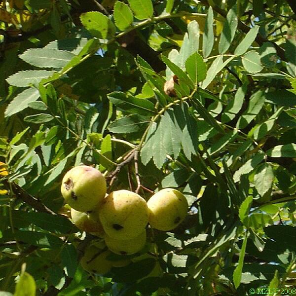 <p>Sorbus domestica</p>