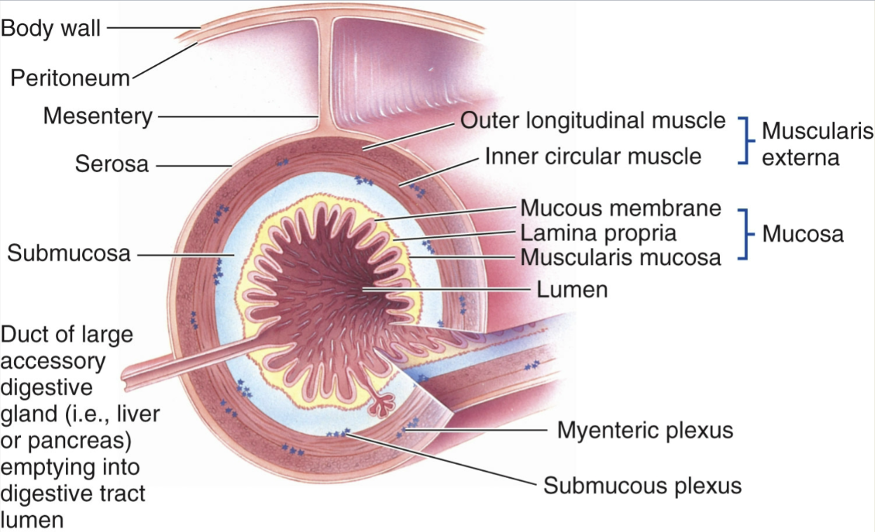 <p>from inside to outside:</p><ol><li><p>mucosa</p></li><li><p>submucosa</p></li><li><p>muscularis externa</p></li><li><p>serosa</p></li></ol><p></p>