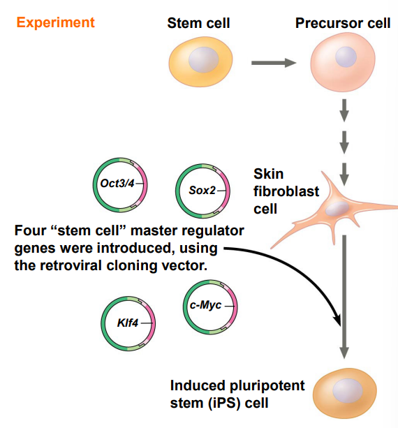 <p>They are differentiated cells reprogrammed to act as ES.</p>