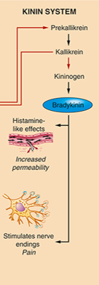 <p>Activate inflammatory cells and contribute to vasodilation as well as increasing vascular permeability during the inflammatory response. In addition, it plays a role in pain sensation and smooth muscle contraction.</p>
