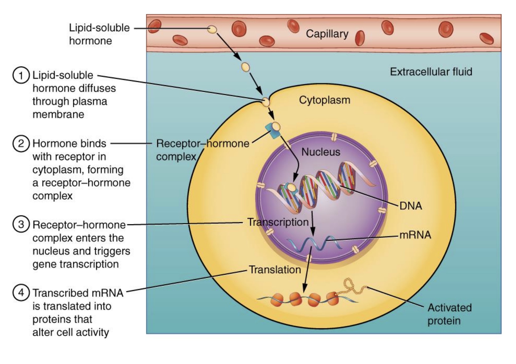 <p>-usually slower effects (bc takes time to make proteins)</p><p>*lipid often bound to a protein to travel</p><p></p>