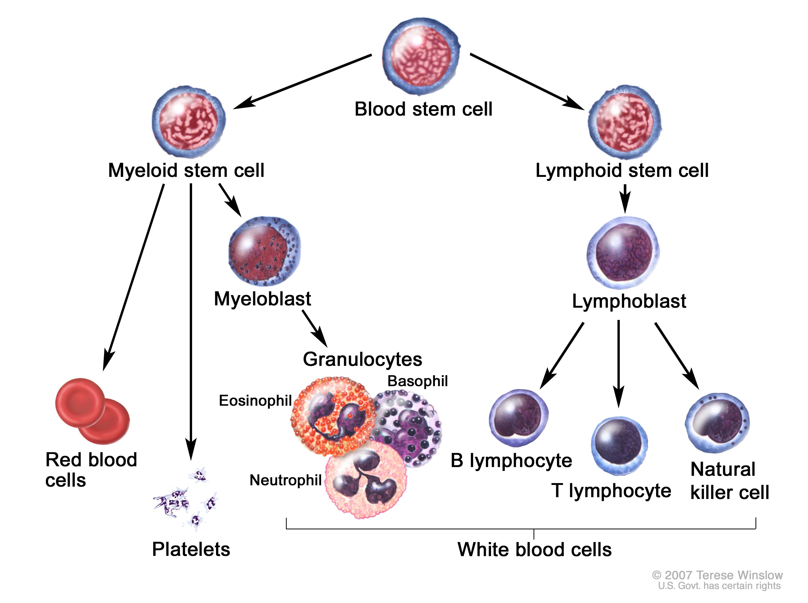 <p>a subclass of leukocyte in formed element of blood</p><p><u>Includes</u>:</p><ul><li><p>neutrophils (most abundant + can tell gender)</p></li><li><p>eosinophils </p></li><li><p>basophils</p></li></ul><p></p>