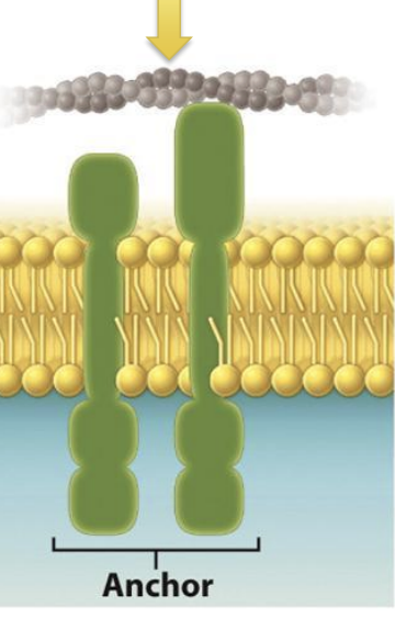 <ul><li><p>attach to other proteins that help maintain cell structure and shape</p></li><li><p><span><span>A membrane protein that attaches to other proteins and helps to maintain cell structure and shape.</span></span></p></li><li><p>act as backbone</p></li></ul><p></p>