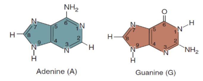 <p>Double Ring</p><ul><li><p>Adenine </p></li><li><p>Guanine</p></li></ul><p></p>