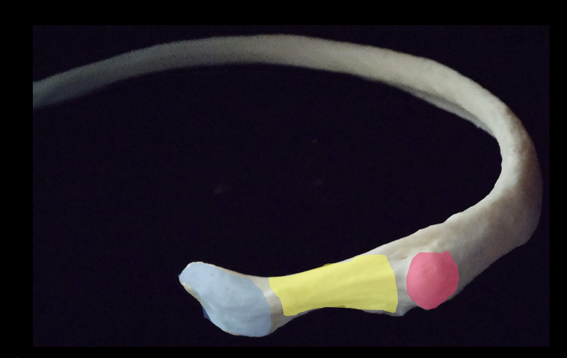 <p>name these three “blue, yellow, pink”</p>