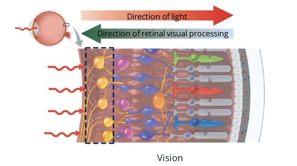 <p>The neurons located at the inner surface of the retina. Axons of the ganglion cells make up the optic nerve</p>