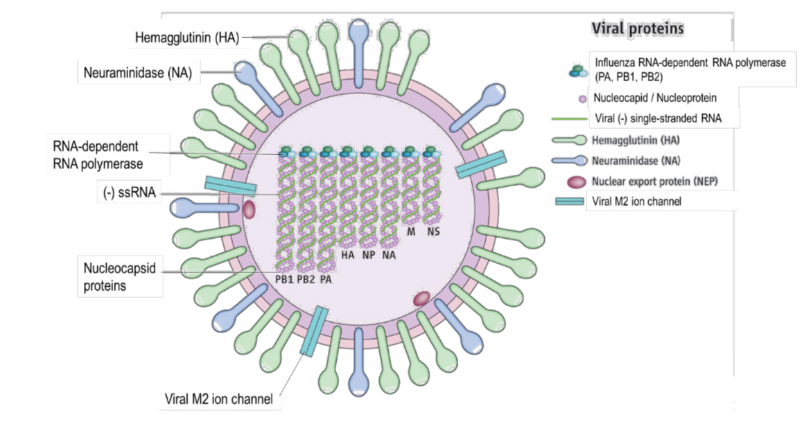 <ul><li><p><strong>viral</strong> <strong>envelope </strong>(derived from the phospholipid bilayer of the plasma membrane of the host cell during budding) surrounds <strong>eight</strong> <strong>helical nucleocapsids</strong>, each made up of<strong> nucleocapsid proteins associated with viral RNA, </strong>virus appears spherical in shape</p></li><li><p>viral envelope has embedded <strong>glycoproteins</strong></p></li><li><p><strong>haemagglutinin (HA)</strong>: For <strong>binding </strong>of viruses to<strong> sialic acid / neuraminic acid-containing</strong></p></li><li><p><strong>receptor sites </strong>on<strong> </strong>the <strong>surface membrane </strong>of<strong> target host cells </strong>(i.e. involved in viral entry)</p></li><li><p><strong>neuraminidase (NA) </strong>(<em>aka</em> sialidase): An <strong>enzyme </strong>that<strong> cleaves sialic acid / neuraminic acid</strong></p></li><li><p><strong>residues</strong> from the host cell surface, allowing the budding viruses to be<strong> released</strong> from infected cells (i.e. involved in viral release)</p></li><li><p>HA and NA can serve as <strong>targets for antiviral drugs</strong></p></li><li><p><strong>viral genome</strong> consists of <strong>eight segments </strong>of <strong>linear (-) single-stranded RNA </strong>wrapped around <strong>nucleocapsid proteins</strong> (also called nucleoproteins)</p></li><li><p>end of each RNA segment is attached to<strong> </strong>an<strong> RNA-dependent RNA polymerase</strong></p></li><li><p>these viral RNA-dependent RNA polymerases use the <strong>(-) strand RNA as a template</strong> to synthesise the complementary <strong>(+) strand RNA</strong></p></li></ul>