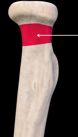 <p>Neck of radius</p>