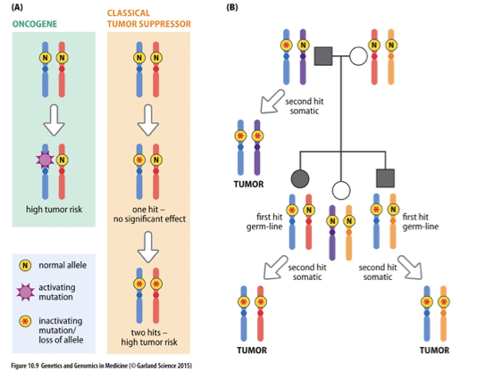 <p>Oncogenes are genes that, when mutated or overexpressed, promote tumorigenesis, while classical tumor suppressor genes normally inhibit cell division and prevent tumor formation. The loss or mutation of these tumor suppressor genes leads to uncontrolled cell growth. </p>