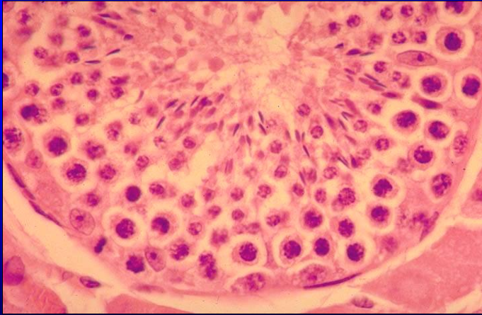 <p>Identify the structure:</p><p>Specie:</p>