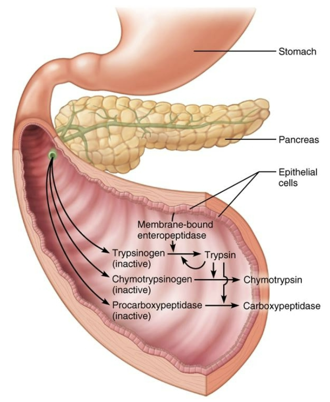 <p><strong>→ FALSE </strong></p><p>Proteases are secreted in an <span style="color: red;"><strong>INACTIVE</strong></span> form → they are <span style="color: green;"><strong>activated</strong></span> after they reach <span style="color: purple;"><strong><mark data-color="purple" style="background-color: purple; color: inherit;">duodenum</mark></strong></span> </p>