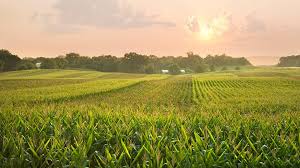 <p><span style="background-color: transparent;">breadbasket</span></p>