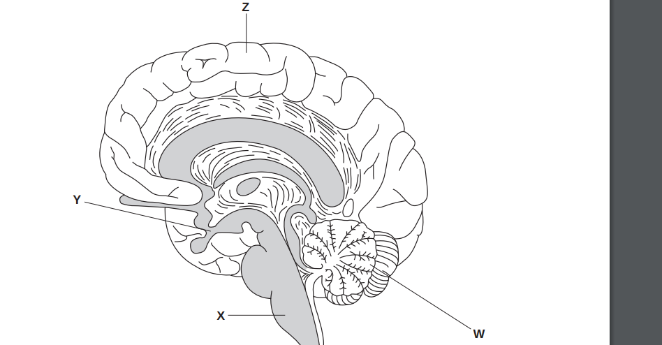<p>which of the labelled regions would be directly invovled in learning to play a musical instrument</p>
