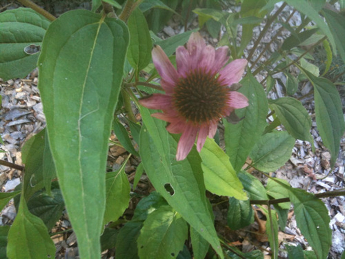 <p>purple coneflower</p>