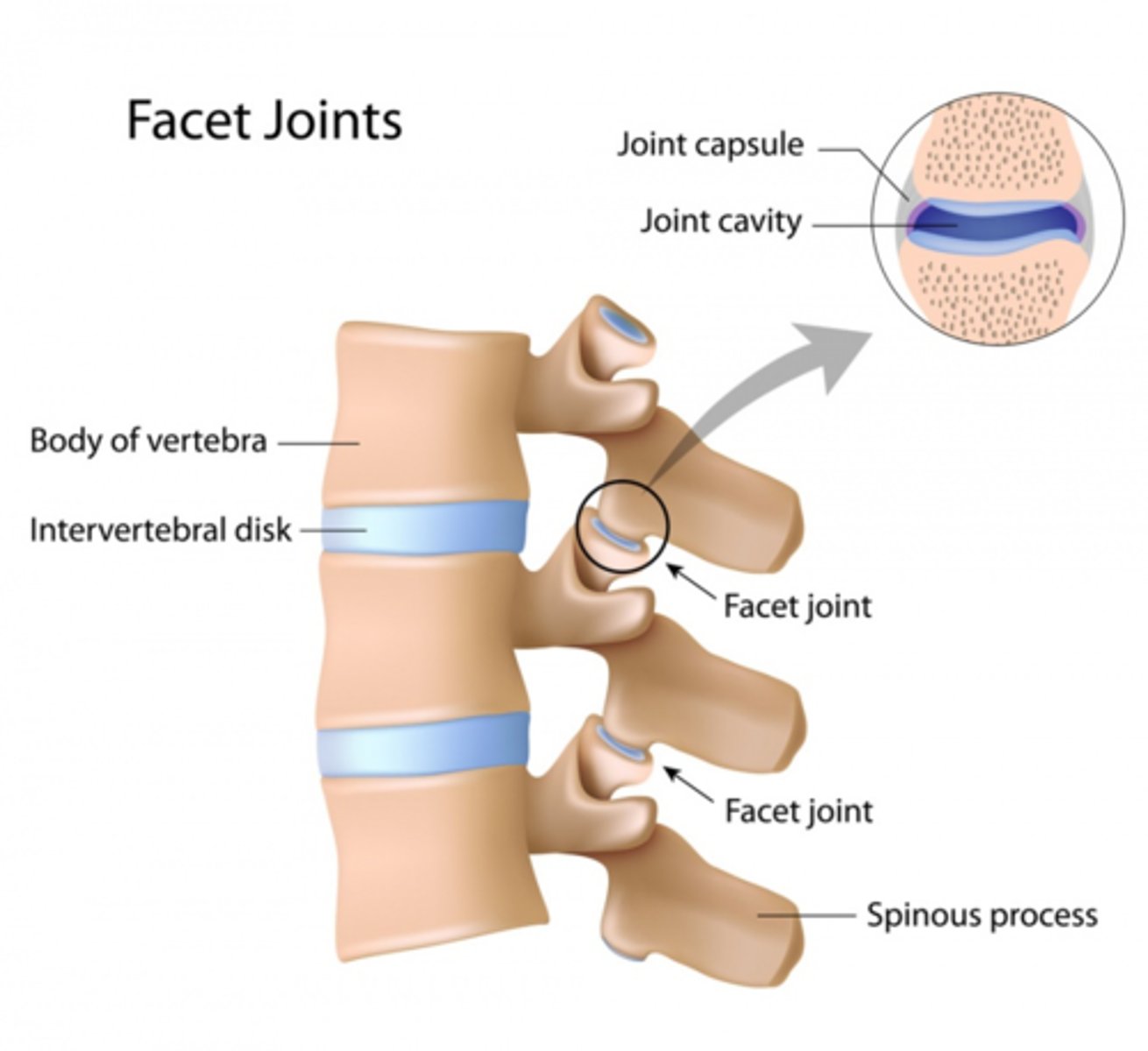 <p>Facet Jts</p>