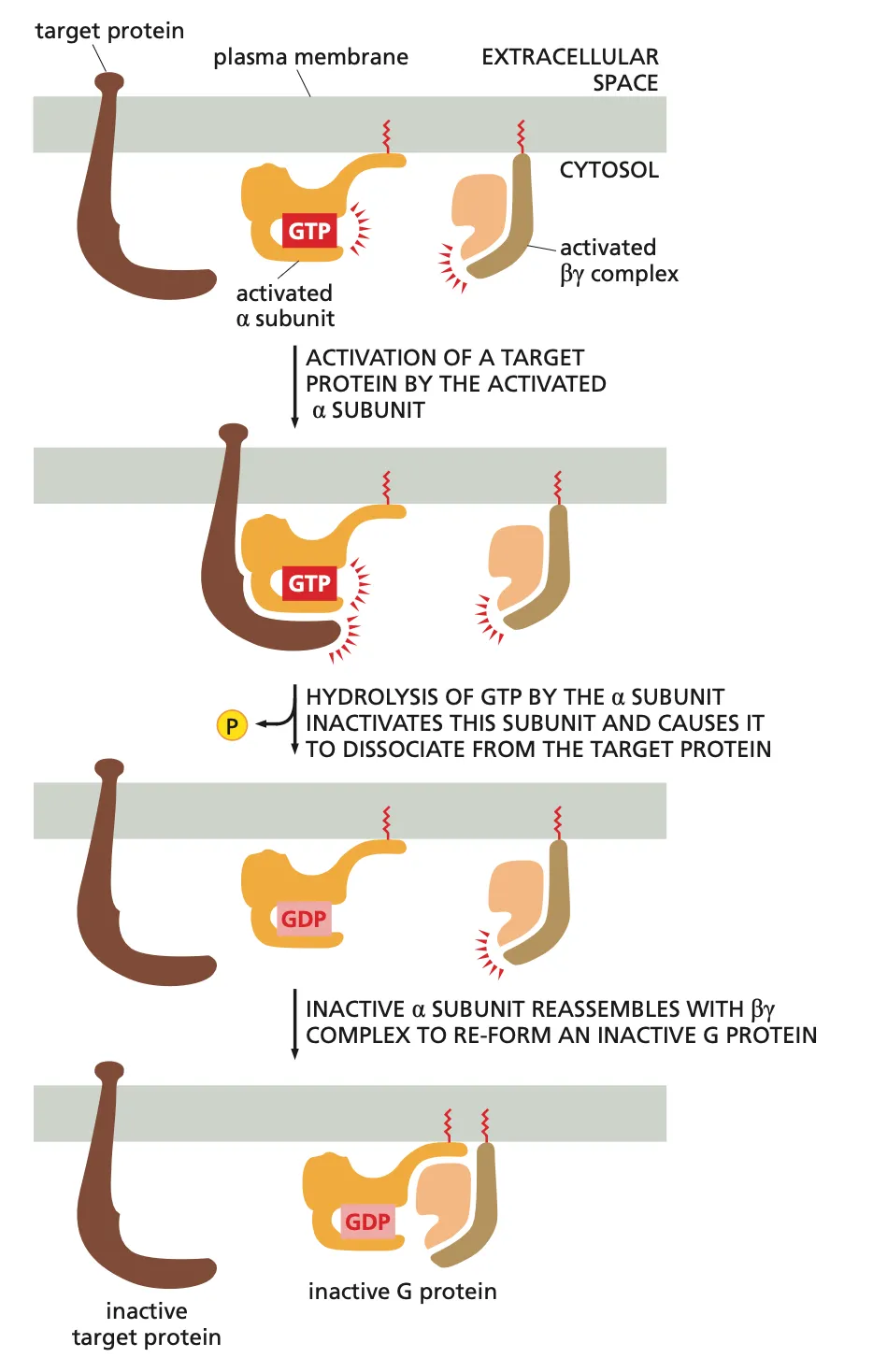 <ul><li><p>Basically what happens is after the Ligand binds to the G protein coupled receptor the G protein Alpha unit is activated with the binding of GTO and it binds to the target protein activating the target protein.</p></li><li><p>Then the alpha subunit hydrolyses the GTP into GDP which inactivates the subunit and causes it to dissociate from the target protein.</p></li><li><p>This inactive alpha subunit now ressembles back with the beta subunit to form the inactive complete G protein and now it can wait for a new signal molecule (ligand).</p></li></ul><p></p>