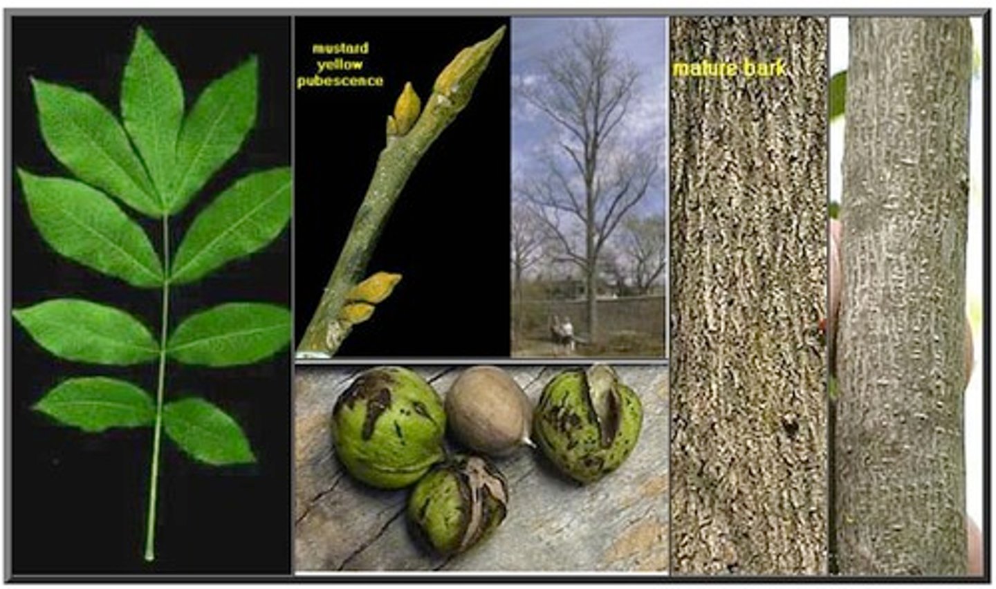 <p>dense, strong, and shock-resistant wood; large nuts; compound shaped leaves</p>