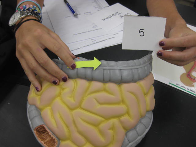 <p>Body Cavities and Body Systems</p><p>Lab Image 1-12</p>