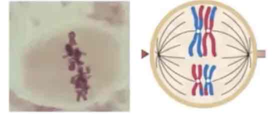 <p>Alignment of pairs of homologous chromosomes at the metaphase plate.</p>